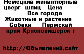 Немецкий миниатюрный(цверг) шпиц › Цена ­ 50 000 - Все города Животные и растения » Собаки   . Пермский край,Красновишерск г.